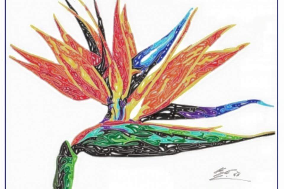 960x640 Bird Of Paradise Drawing