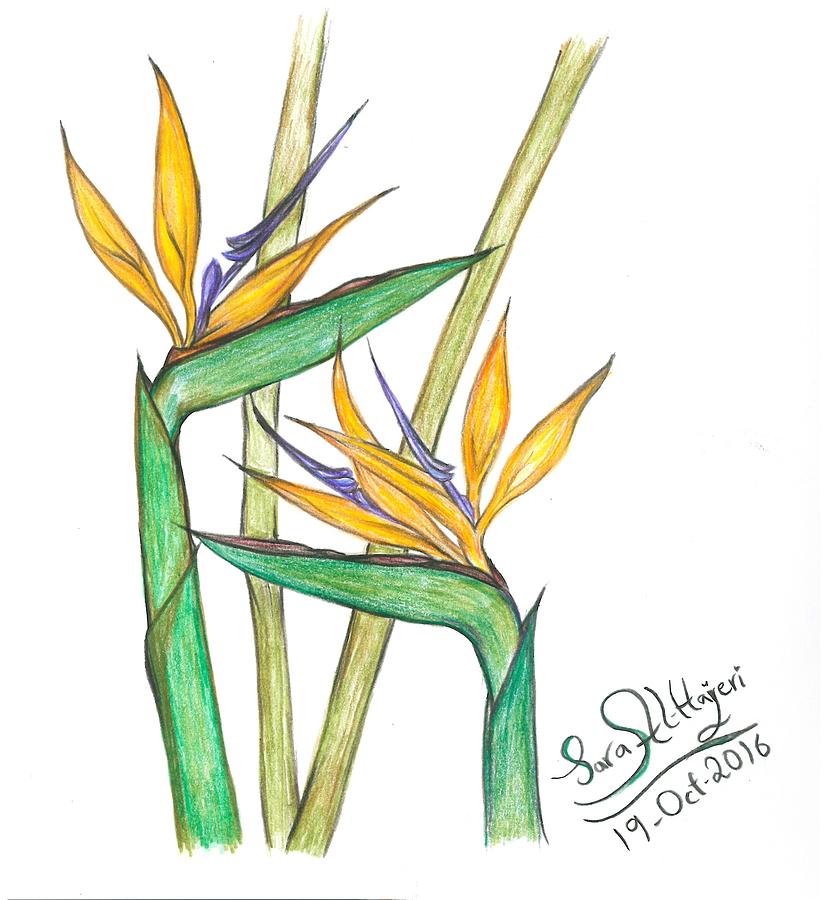 834x900 Birth Of Paradise Drawing