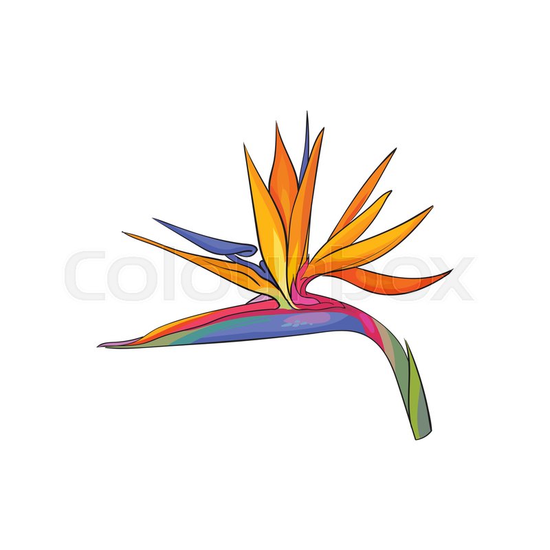 800x800 Single Bird Of Paradise, Strelizia Stock Vector Colourbox