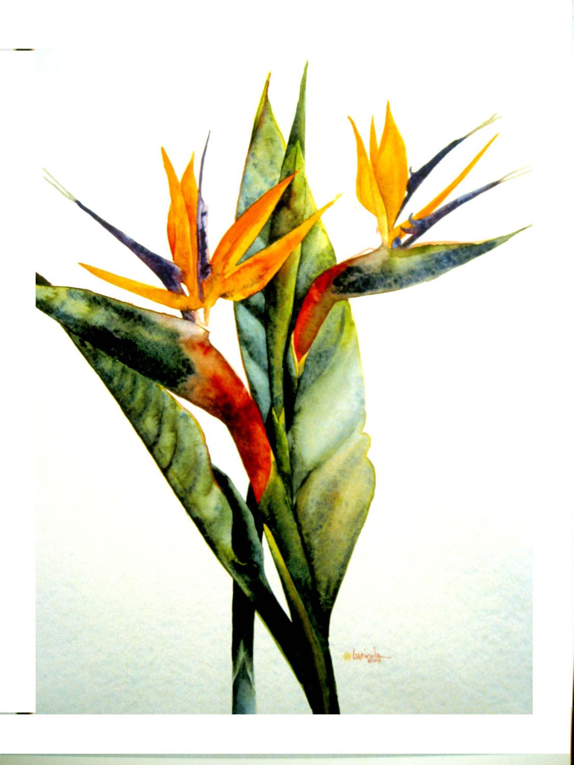 1125x1500 Watercolor Bird Of Paradise Tropical Ocean Garden