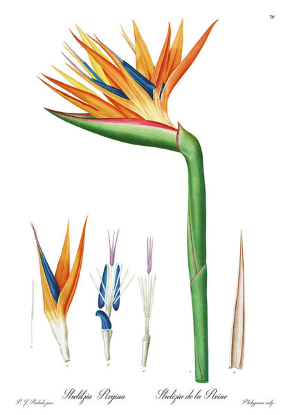 419x600 Bird Of Paradise Drawings Fine Art America