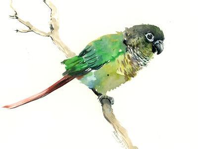 400x300 Conure Parakeet Parrot Art Print