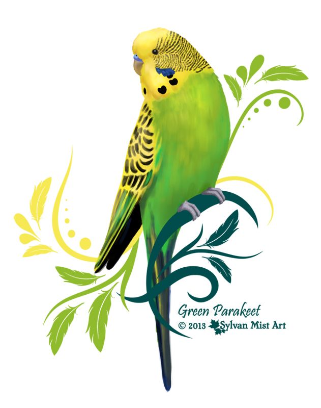 631x800 green parakeet, budgie, budgerigar parakeets bird drawings
