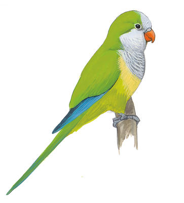 363x400 green parakeet audubon field guide