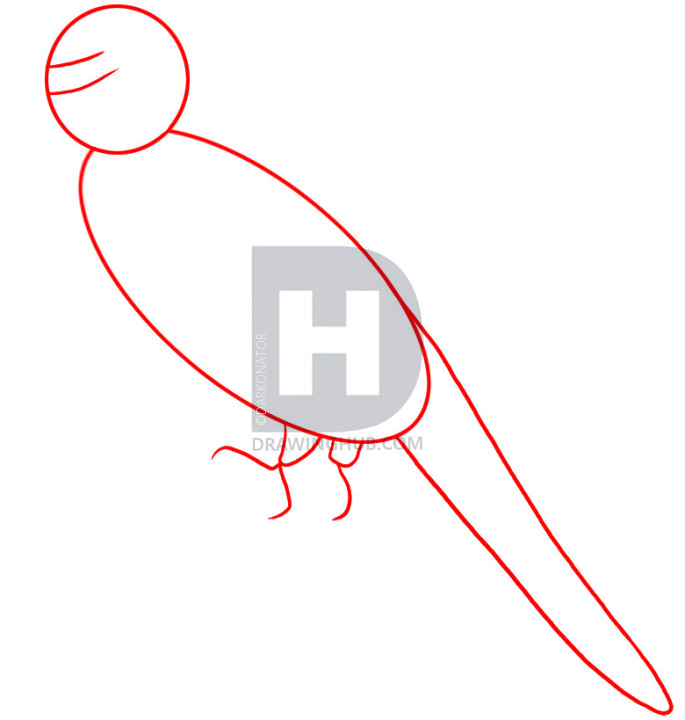 685x720 How To Draw A Parakeet, Step