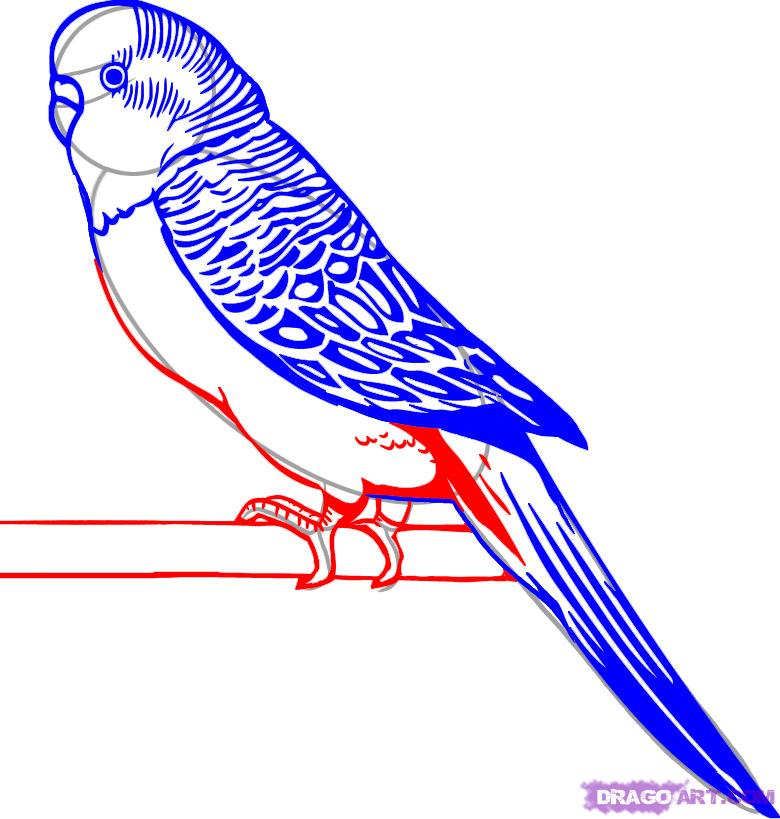 780x819 How To Draw A Parakeet, Step