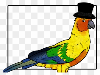 320x239 image black and white download birb drawing conure