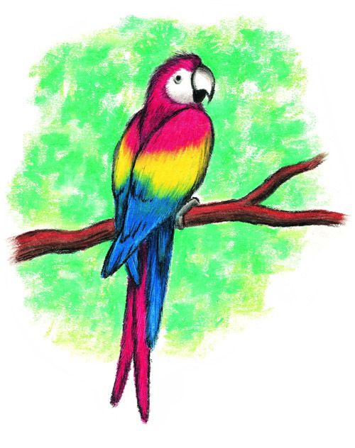500x632 Image Detail For Drawing Of A Parrot Using The Blending Technique