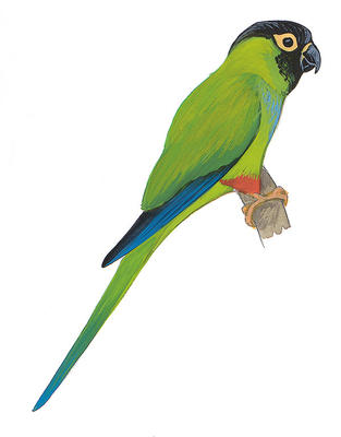 313x400 nanday parakeet audubon field guide