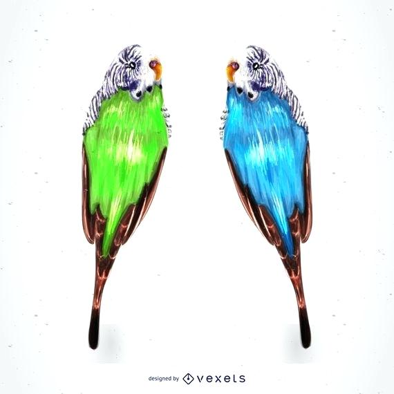 570x570 Parrots Drawing Tropical Parrots Drawing Drawing Parrots Step