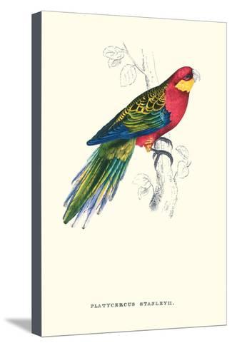 325x488 Stanley Parakeet Male