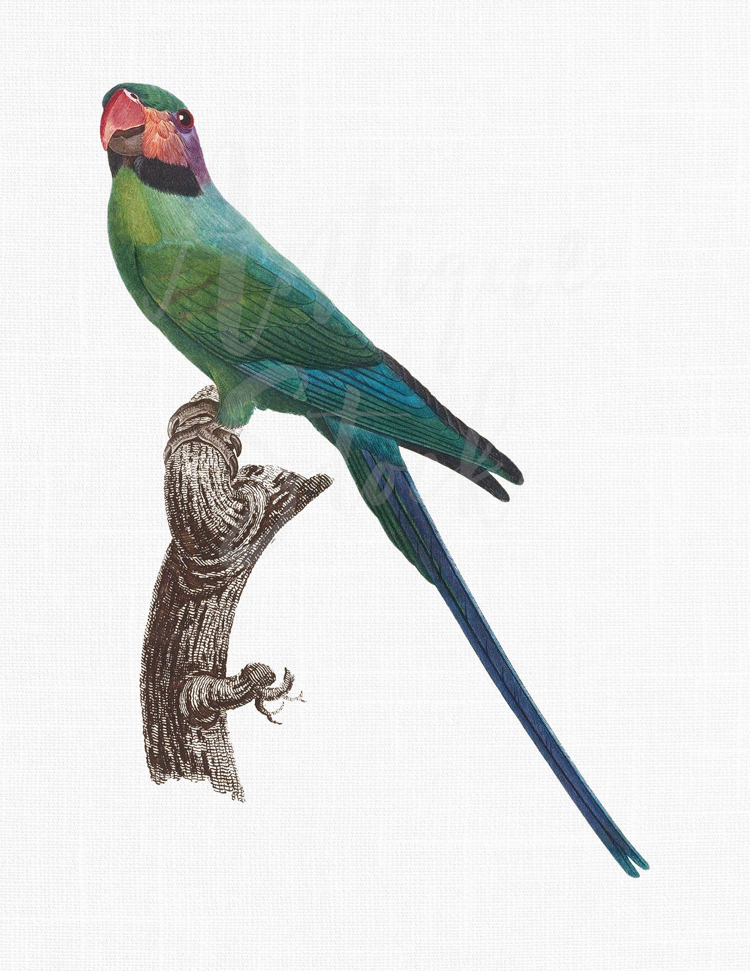 1500x1942 Vintage Image Long Tailed Parakeet Bird Etsy