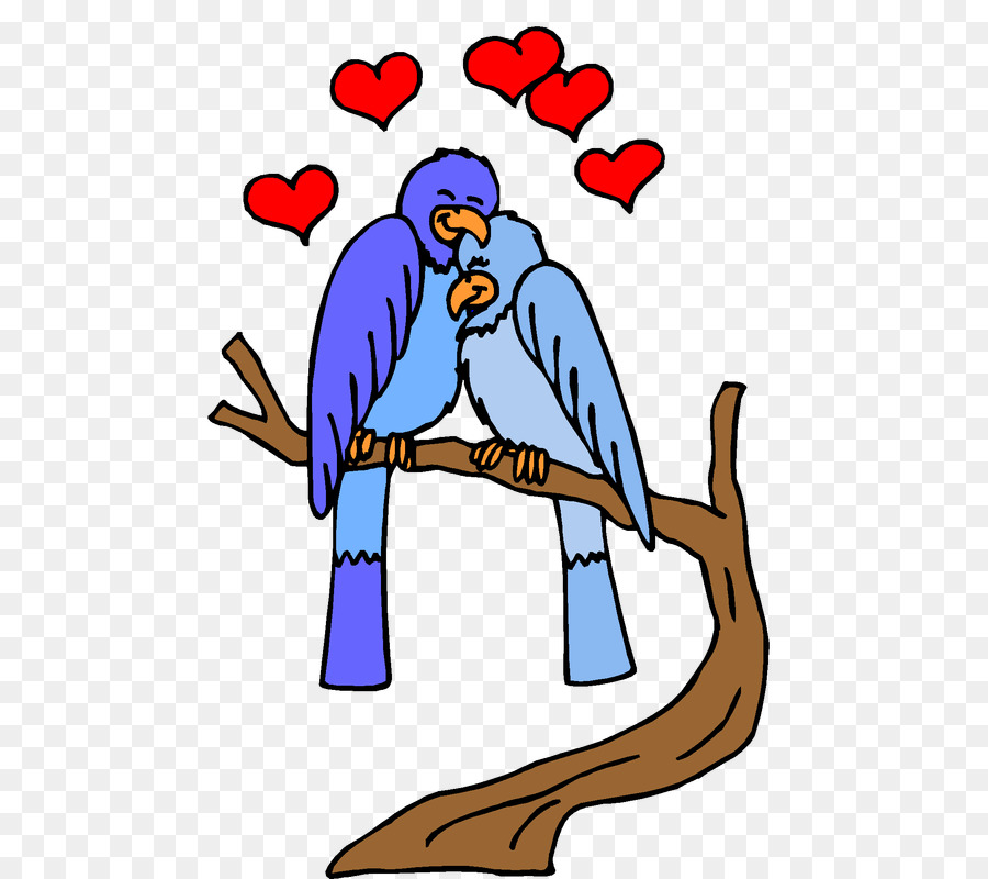 900x800 Drawing, Bird, Parrot, Transparent Png Image Clipart Free Download