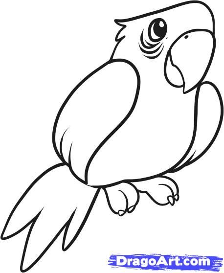 458x558 Huge Collection Of 'parrot Drawing Easy' Download More Than