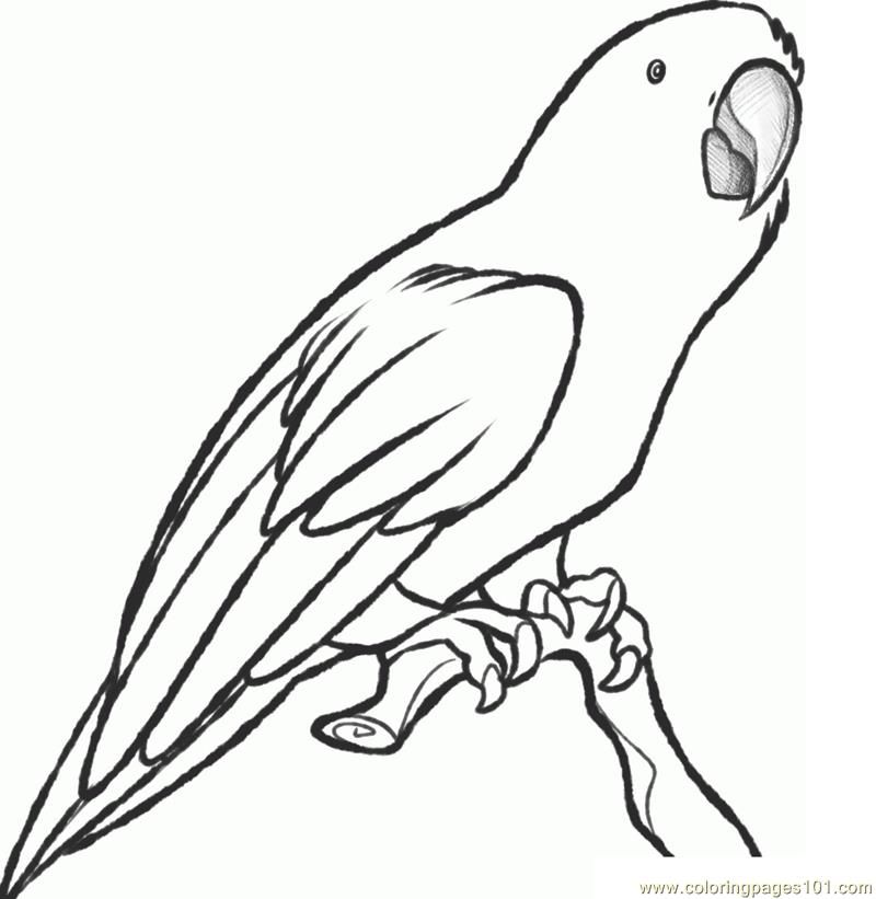 800x821 Parrot Coloring