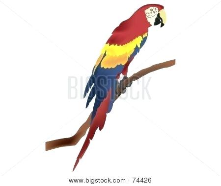 450x380 parrot draw how to draw a parrot step parrot simple drawing