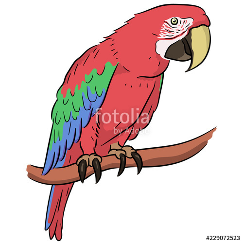 500x500 Bird Red Parrot Macaw Ara Vector Drawing Stock Image And Royalty