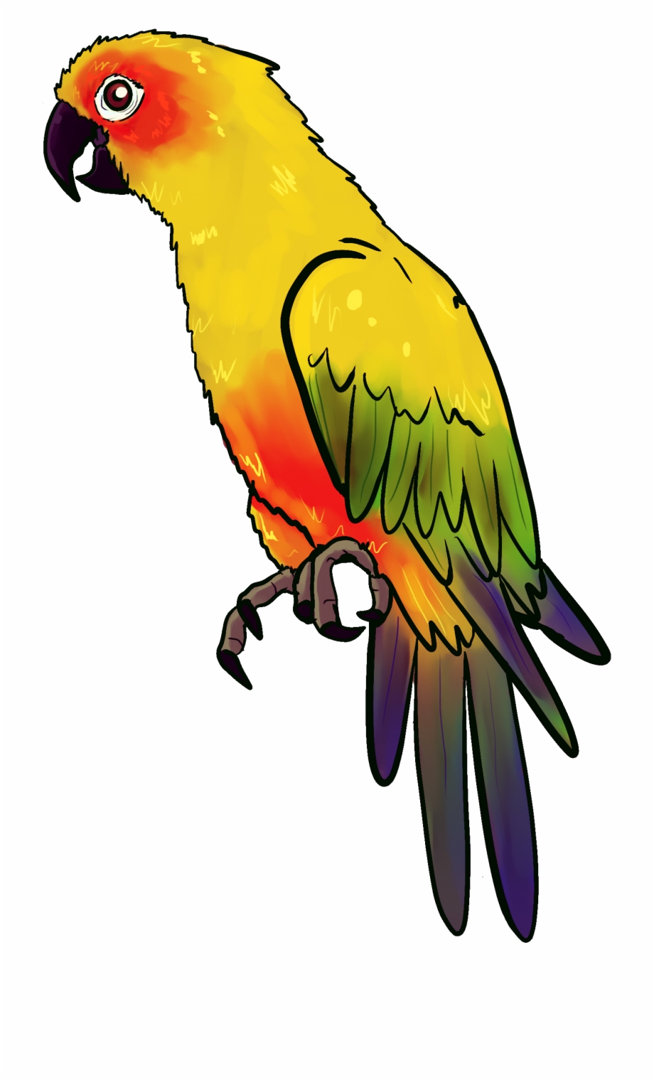 920x1519 Bird Animal Birds Nature Feather