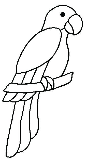 342x624 Drawing A Parrot Parrot Art Drawing Parrots