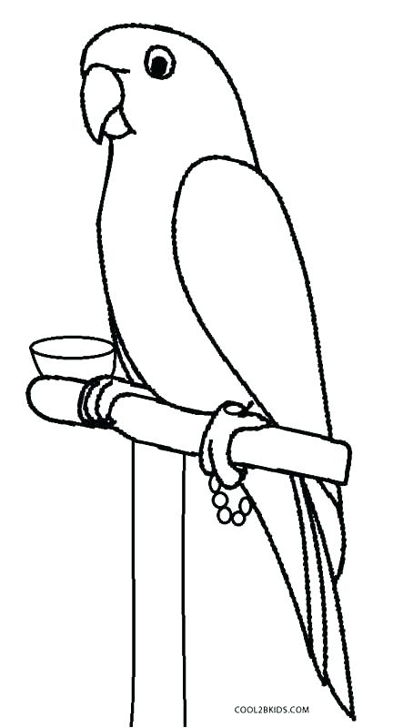 432x800 Parrot Drawing Outline At Free For Personal Use Parrot Drawing