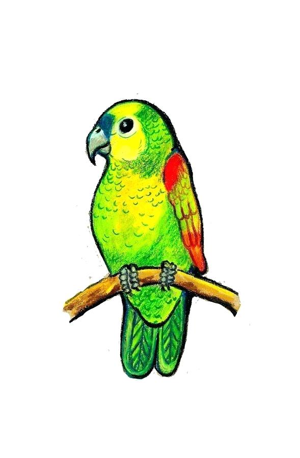 589x900 Parrot Drawing Pictures Parrot Pencil Drawing Images