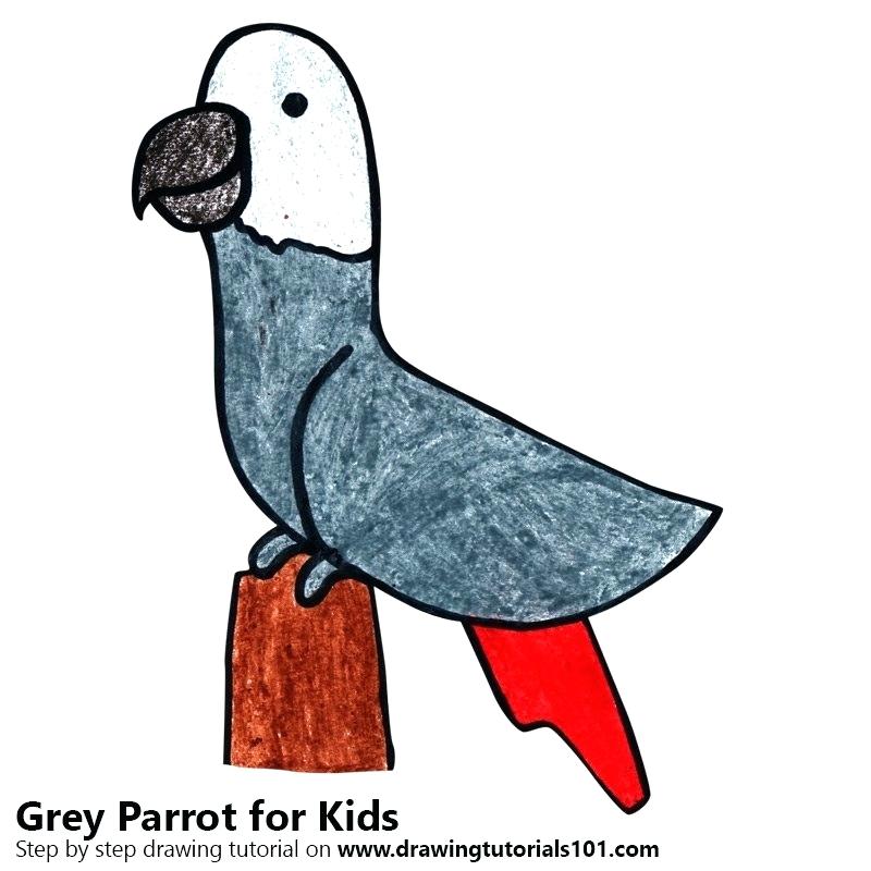 800x800 Drawing Of Parrot For Kids