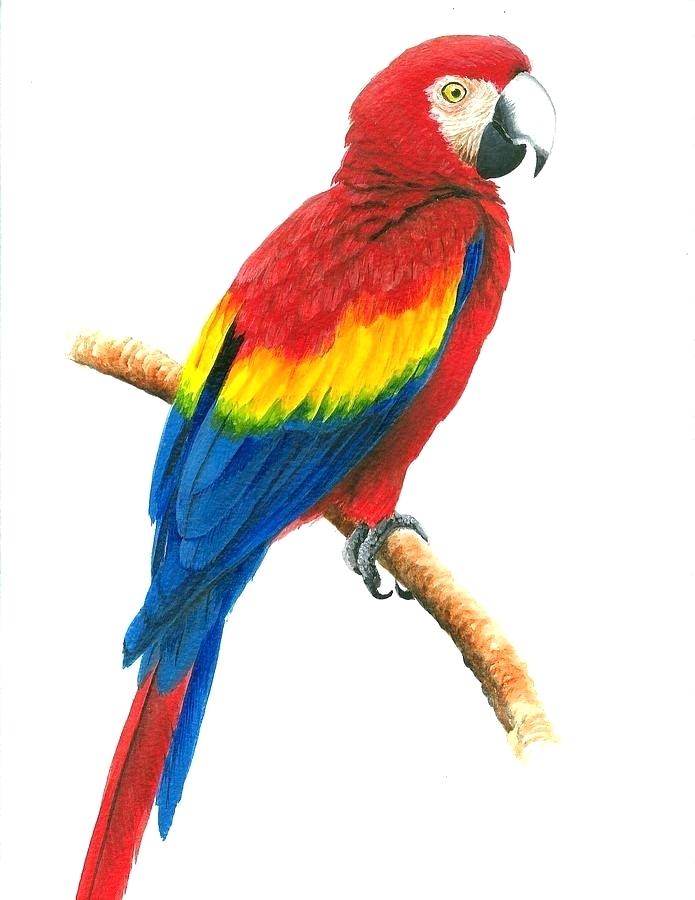 695x900 Drawing Of Parrot