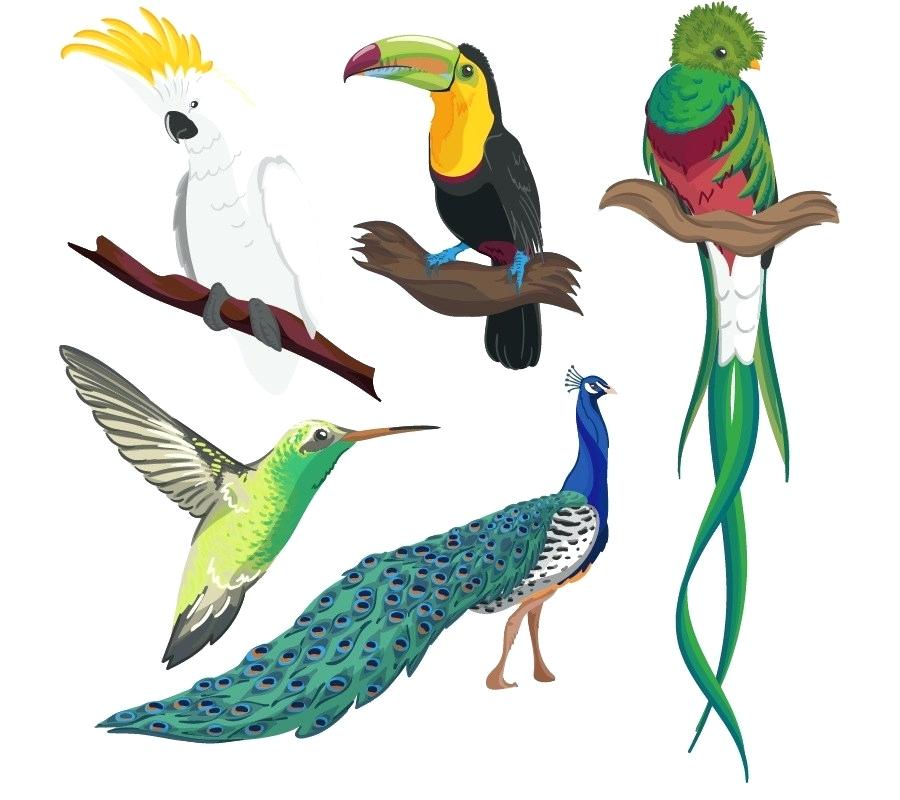 900x800 Bird Drawing Cartoon Hummingbird Parrot Drawing Cartoon Tropical