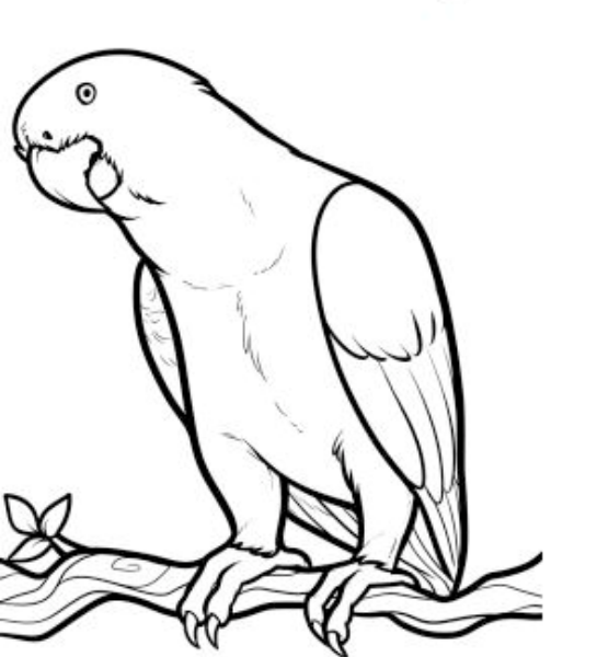 545x600 Download Pictures Of Parrots To Draw Free Coloring