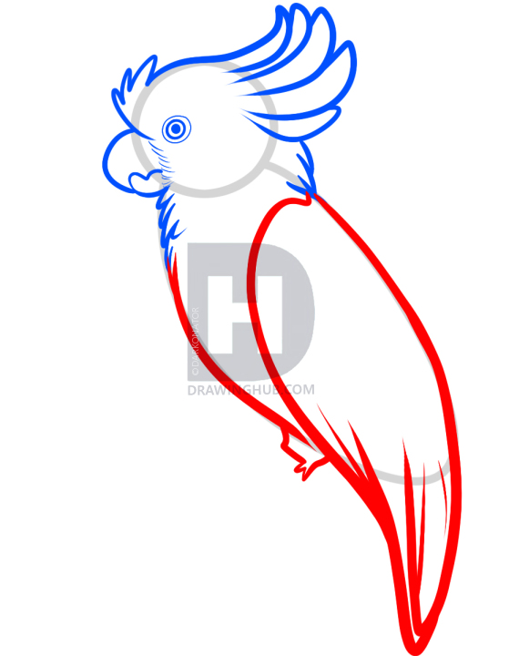 559x720 How To Draw A Cockatoo, Step