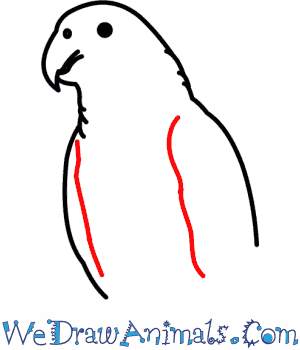 300x350 How To Draw An African Grey Parrot