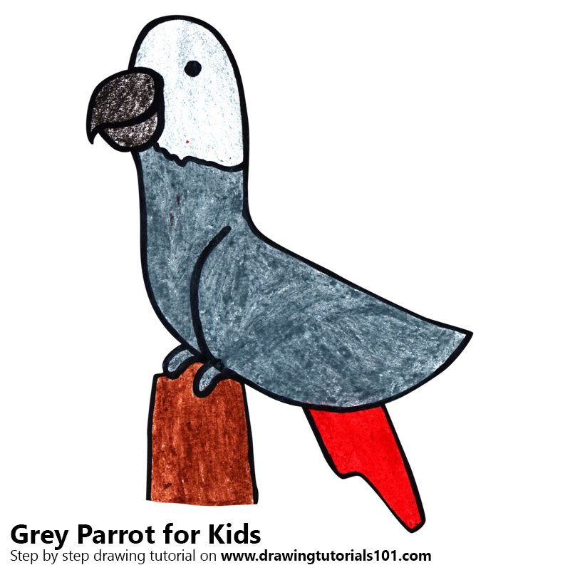 800x800 Learn How To Draw A Grey Parrot For Kids