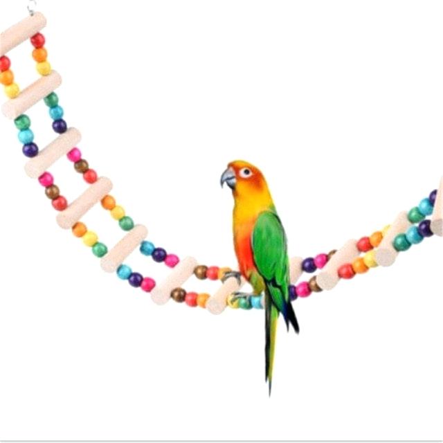 640x640 Parrot To Draw How To Draw A Parrot Parrot Cartoon Drawing Images