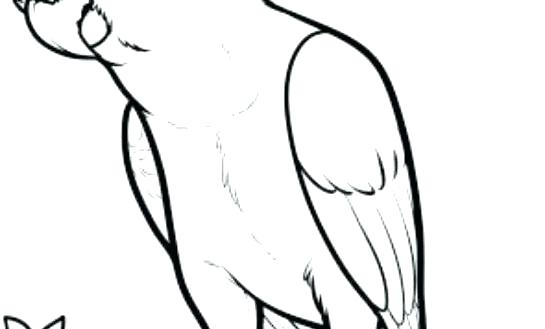 545x329 Parrot Drawings For Kids