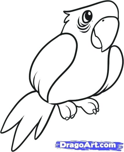 426x520 Drawing Of A Parrot Drawing A Parrot Step Drawing Parrot Easy