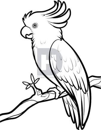 338x435 Image Result For Parrot Drawing Artistic Inspiration Bird