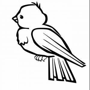 300x300 Parrot Drawing Fresh Parrot Easy Drawing At Getdrawings