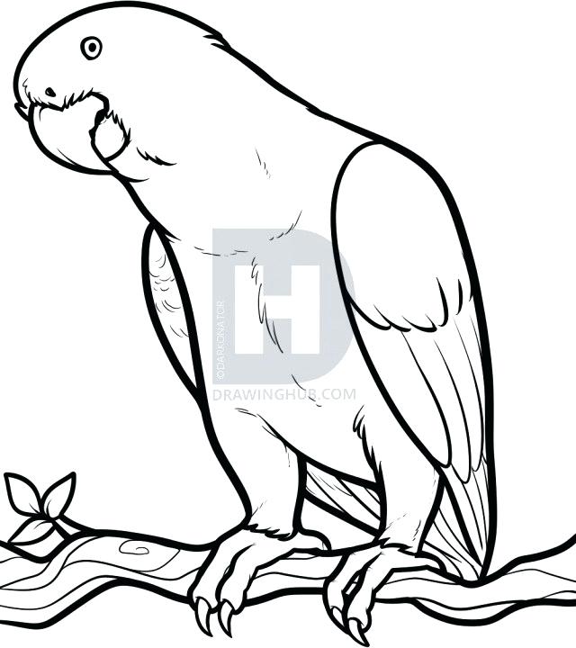 640x720 Parrot Drawing Pictures Parrot Pencil Drawing Images