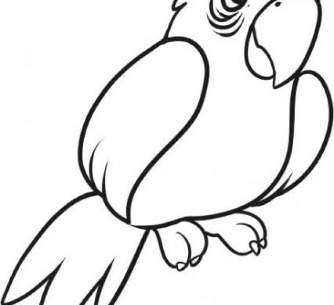 655x600 Line Drawing Parrot For Free Download