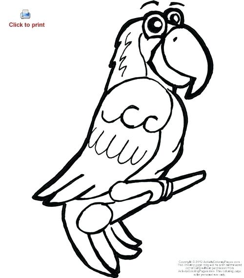 500x570 Simple Parrot Drawing Fortune Parrot Simple Drawing Images Zupa