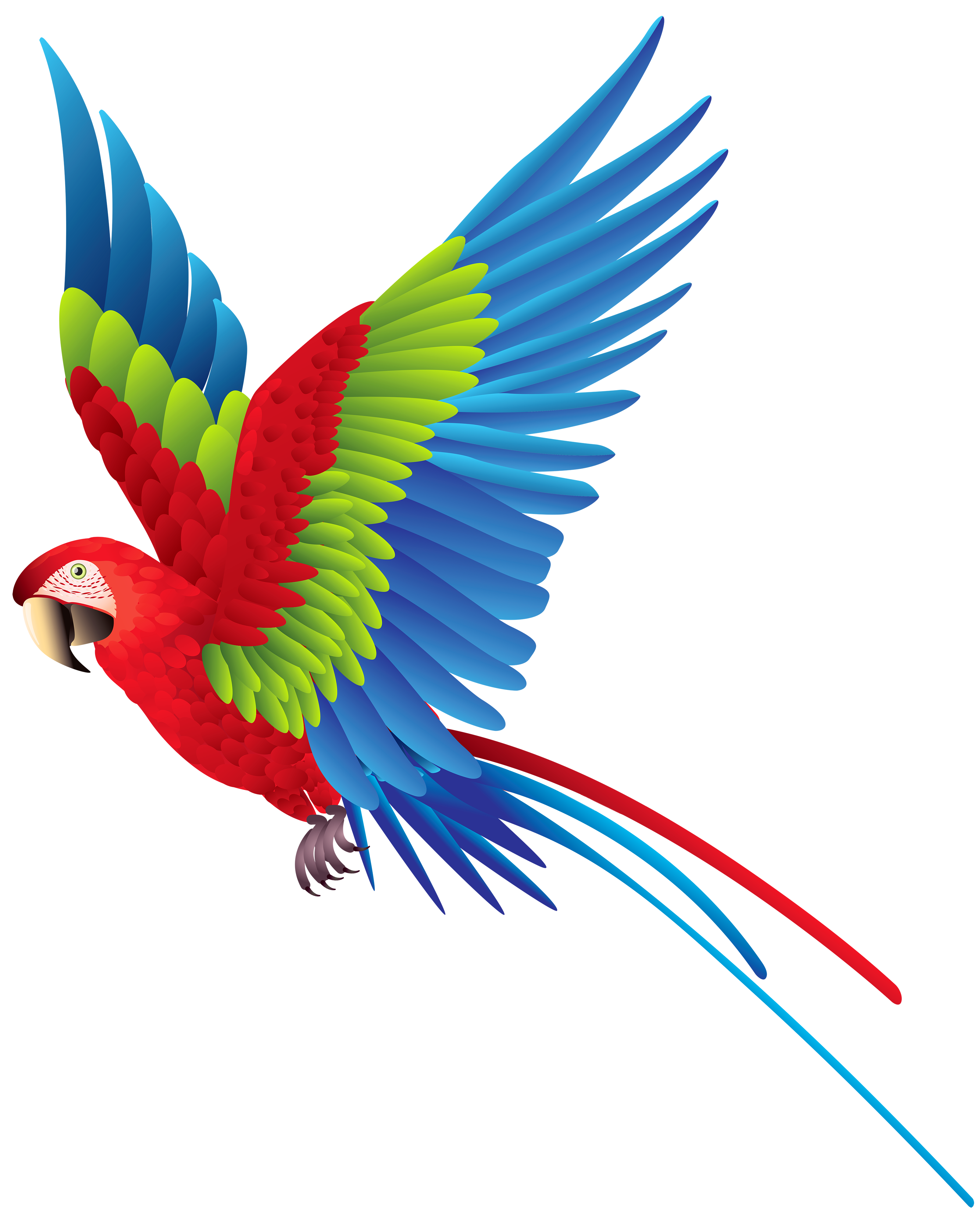 3214x4000 Parrots Drawing Free Library Huge Freebie! Download