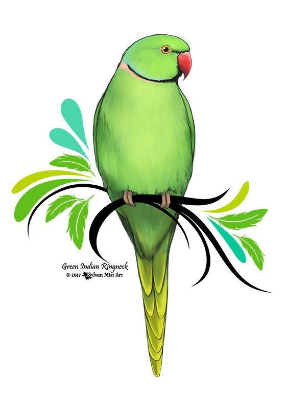 560x770 A Green Indian Ringneck Parrot This Is My Own Original Design