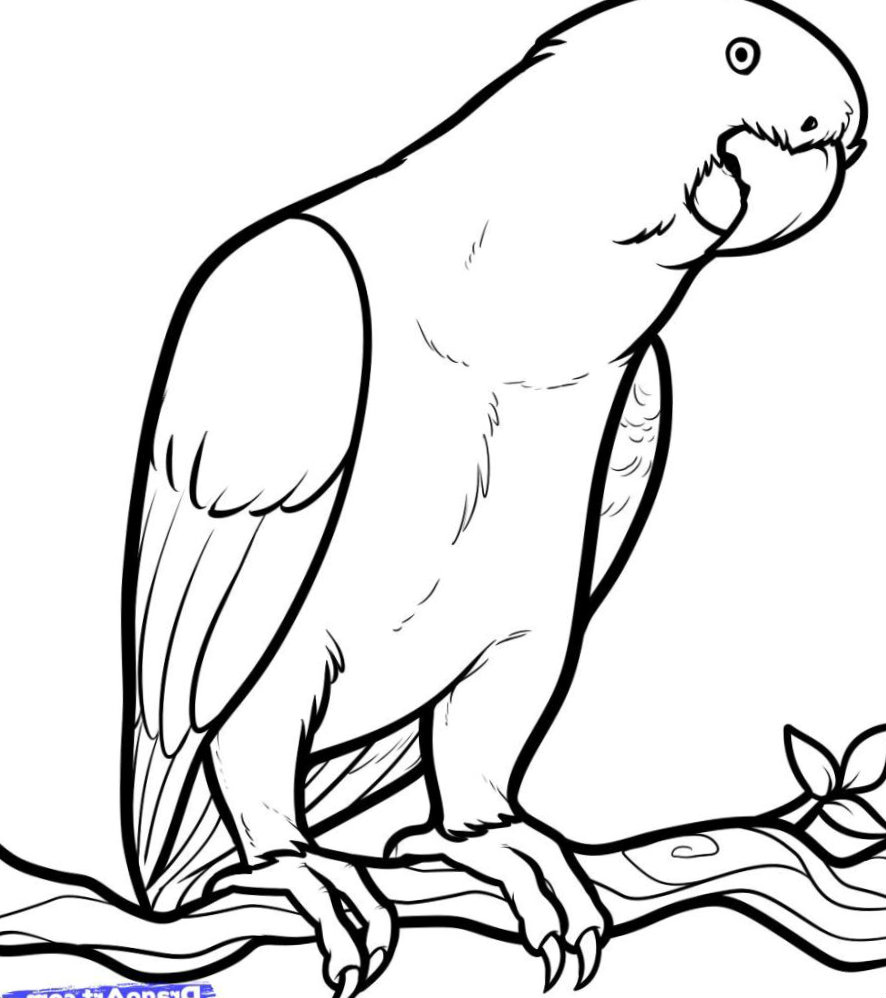 886x998 African Grey Parrot Clipart Drawing