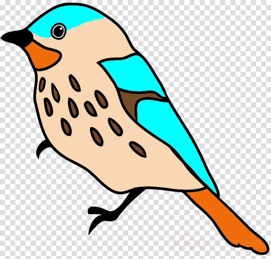900x860 Bird, Drawing, Parrot, Transparent Png Image Clipart Free Download