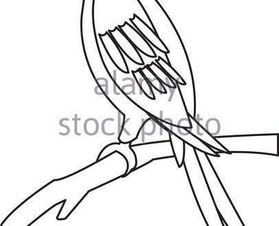 406x329 Incredible Design Ideas Outline Of A Parrot Drawing At Getdrawings
