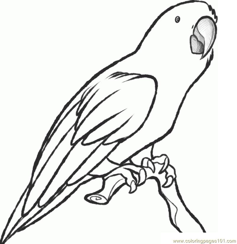 800x821 Parrot Pencil Drawing Outline