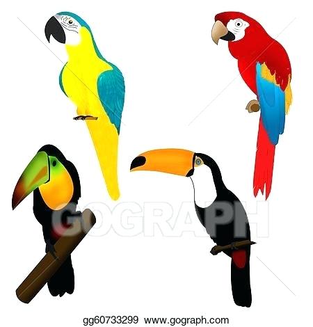 450x470 Parrots Drawings Parrots And Birds Of African Gray Parrot Drawing