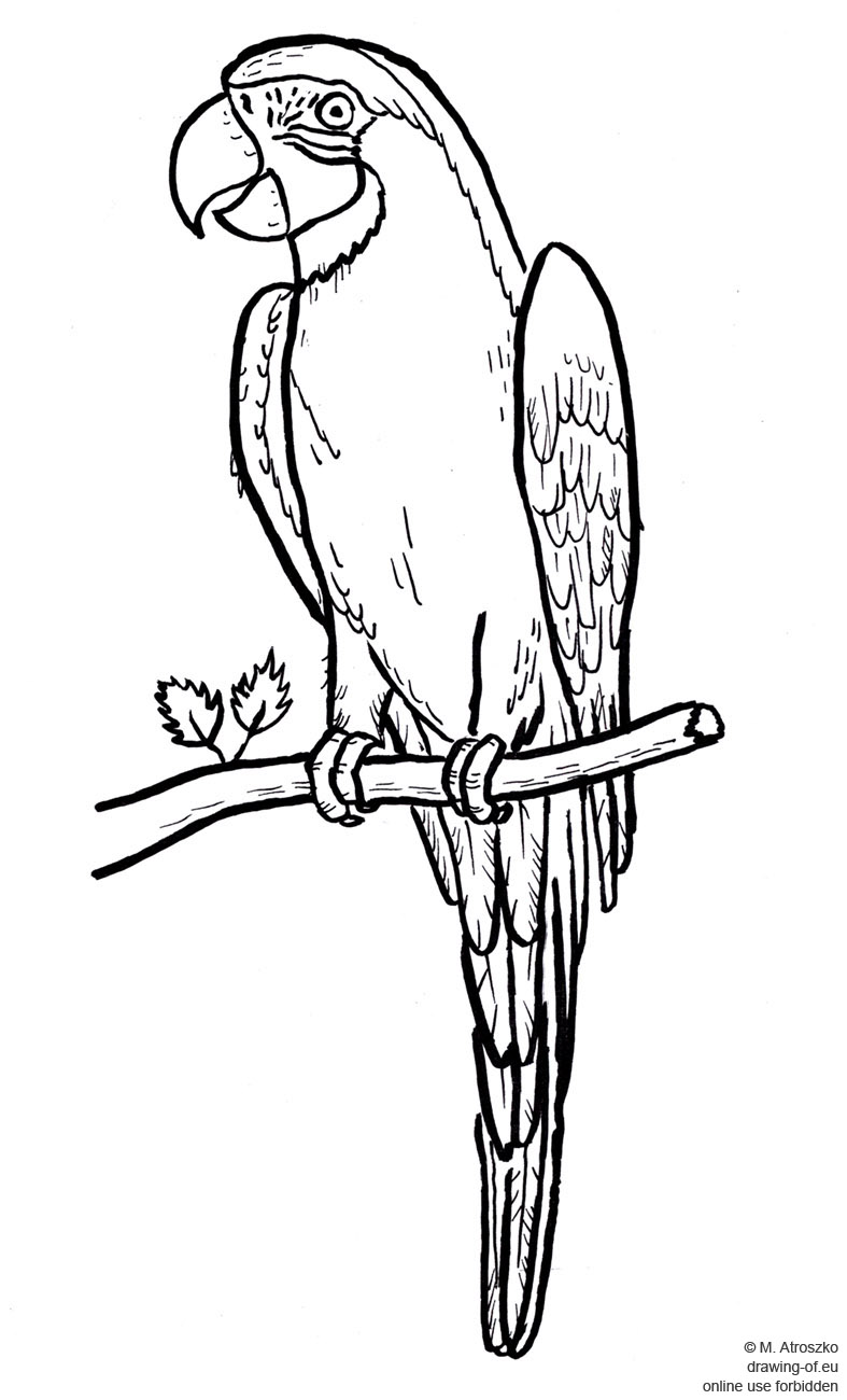 787x1300 Drawing Of Parrot Drawing Of Eu