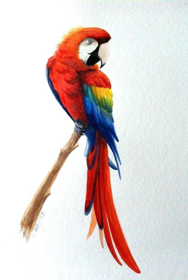 Parrot Drawing Pictures Free download on ClipArtMag