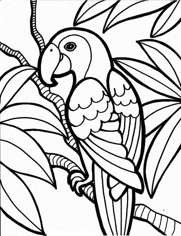 Parrot Drawing With Colour